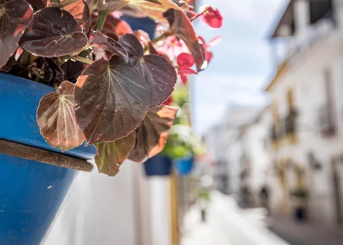 Seaclub Suites By Roomservices אסטפונה